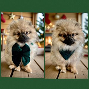 BANDANA ou NOEUD DE LUXE VELOURS VERT SAPIN