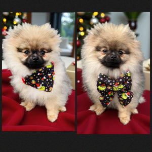 BANDANA ou NOEUD DE LUXE GRINCH