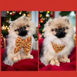 BANDANA ou NOEUD DE LUXE MANELE D'ALSACE