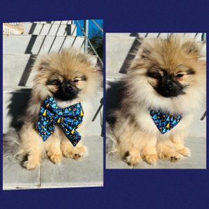 BANDANA ou NOEUD DE LUXE CHRISTMAS TREE