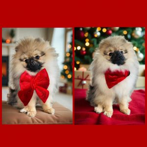 BANDANA ou NOEUD DE LUXE VELOURS ROUGE