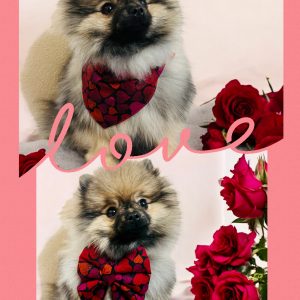 BANDANA ou NOEUD DE LUXE MON AMOUR