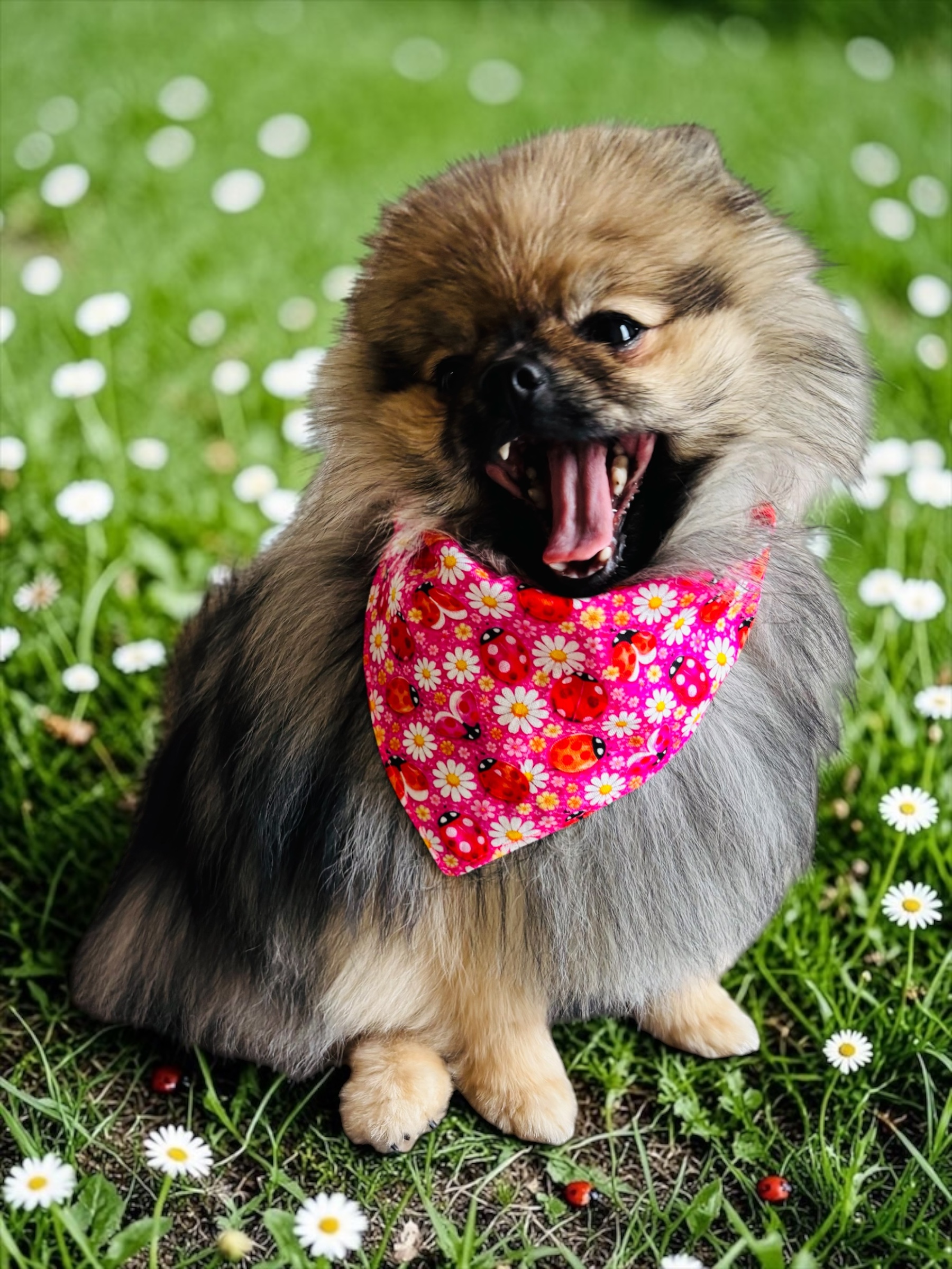 BANDANA ou NOEUD DE LUXE COCCINELLE – Image 4